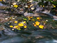 Herbstlaub auf Fels im Bach - Steinbach